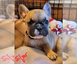 French Bulldog Puppy for sale in CAPE CORAL, FL, USA