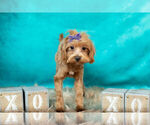 Small #8 Maltipoo