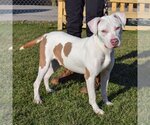 Small Photo #2 American Bulldog-American Staffordshire Terrier Mix Puppy For Sale in Huntley, IL, USA
