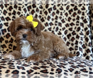 Cavapoo Puppy for sale in LAKELAND, FL, USA