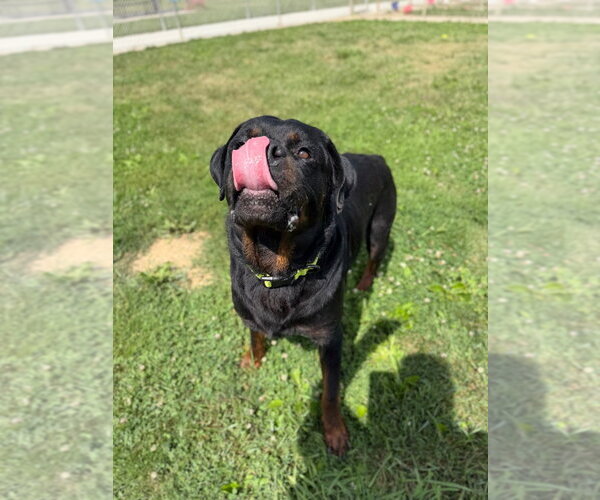 Medium Photo #2 Rottweiler Puppy For Sale in Pierceton , IN, USA