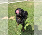 Small #1 Rottweiler