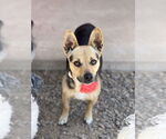 Small #1 Basenji Mix