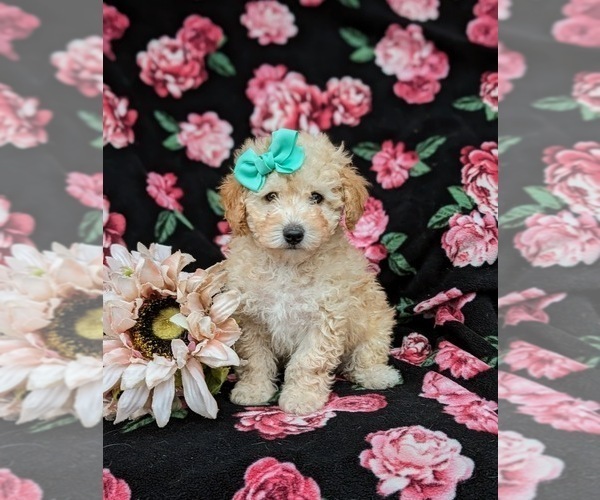 Medium Photo #1 Poodle (Toy) Puppy For Sale in LINCOLN UNIVERSITY, PA, USA