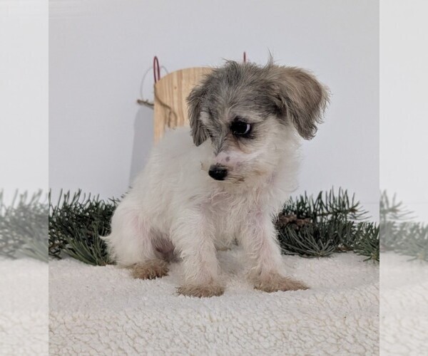 Medium Photo #35 Schnoodle (Miniature) Puppy For Sale in GOSHEN, IN, USA