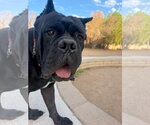 Meatball - Male Mutt Dog for Adoption - Small photo