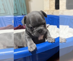 French Bulldog Puppy for sale in HASLET, TX, USA