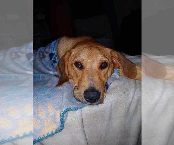 Medium Photo #12 Mutt Puppy For Sale in Boston, MA, USA