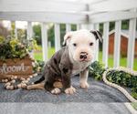 Puppy Creed Olde English Bulldogge
