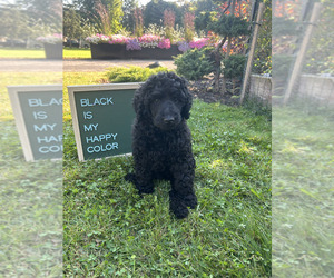 Poodle (Standard) Puppy for Sale in NEW ULM, Minnesota USA
