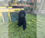 Small Poodle (Standard)