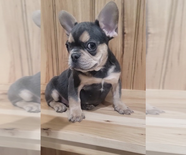 Medium Photo #7 French Bulldog Puppy For Sale in INDIANAPOLIS, IN, USA