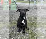 Small #1 Mutt