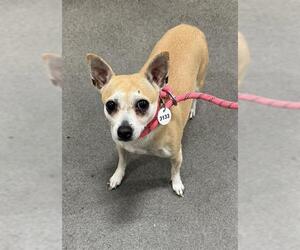 Chihuahua Dogs for adoption in Forestville, MD, USA