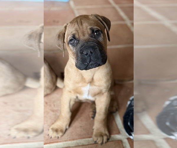 Medium Photo #1 Bullmastiff Puppy For Sale in MARYSVILLE, OH, USA