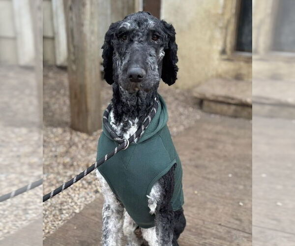 Medium Photo #1 Bernese Mountain Dog Puppy For Sale in Matawan, NJ, USA