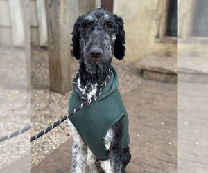 Bernese Mountain Dog Dogs for adoption in Matawan, NJ, USA