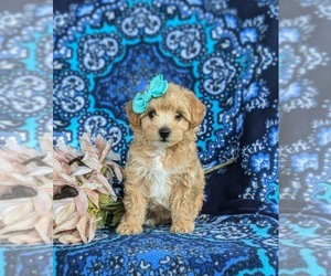 Maltipoo Puppy for sale in LEOLA, PA, USA