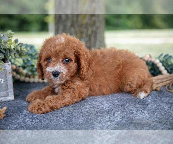 Medium Photo #8 Cavapoo Puppy For Sale in NEW CONCORD, OH, USA