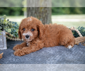 Medium Cavapoo