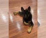Small Photo #1 German Shepherd Dog Puppy For Sale in RIVERDALE, MD, USA