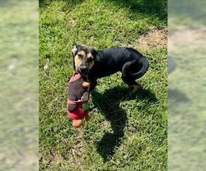 Mutt Dogs for adoption in Sparta, TN, USA
