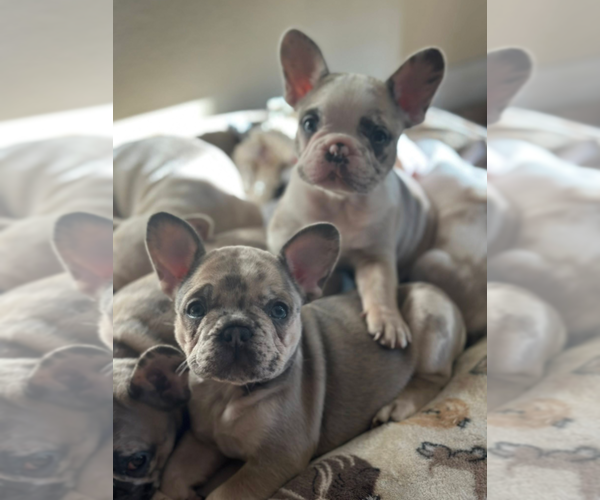 Medium Photo #6 French Bulldog Puppy For Sale in LAS VEGAS, NV, USA