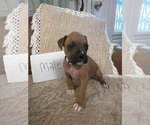 Small #3 Boxer