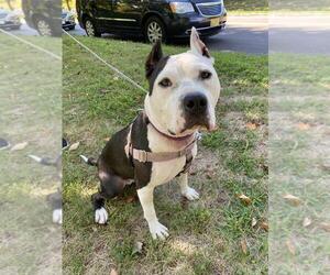 Panda - Female American Staffordshire Terrier Dog for Adoption - Photo #7