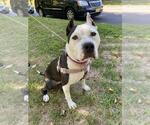 Small #6 American Staffordshire Terrier