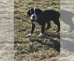 Small Photo #4 Great Dane Puppy For Sale in BUNCETON, MO, USA