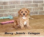 Image preview for Ad Listing. Nickname: Marcy
