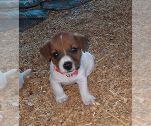 Jack Russell Terrier Puppy for sale in SPOTSYLVANIA, VA, USA
