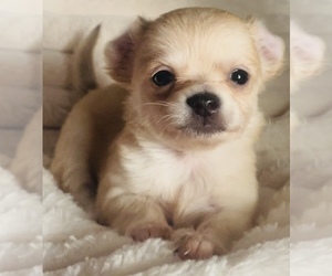 Chihuahua Puppy for sale in ADAMSVILLE, TN, USA