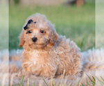 Small #2 Maltipoo (Toy)