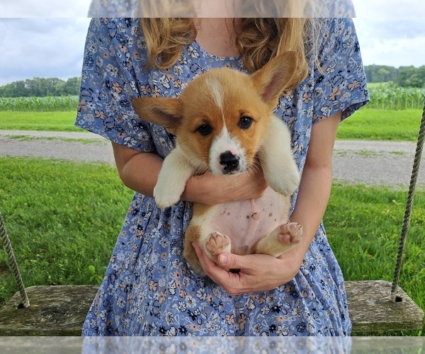 Medium Photo #5 Pembroke Welsh Corgi Puppy For Sale in SHILOH, OH, USA