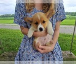 Small #4 Pembroke Welsh Corgi