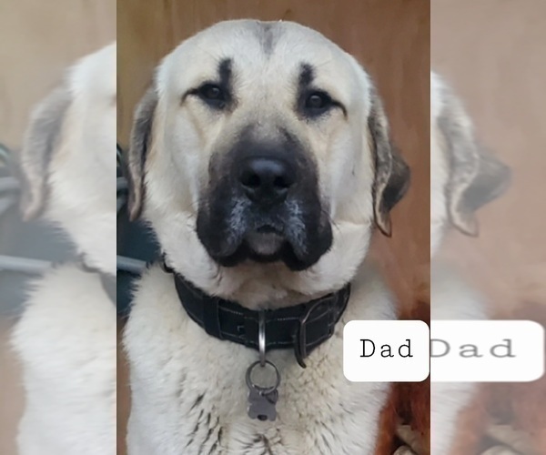 Medium Photo #9 Kangal Dog Puppy For Sale in SILVER LAKE, OR, USA