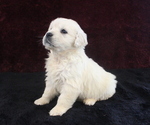 Small Photo #2 English Cream Golden Retriever Puppy For Sale in MILLERSBURG, OH, USA