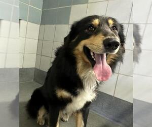 Australian Shepherd-Unknown Mix Dogs for adoption in San Antonio, TX, USA