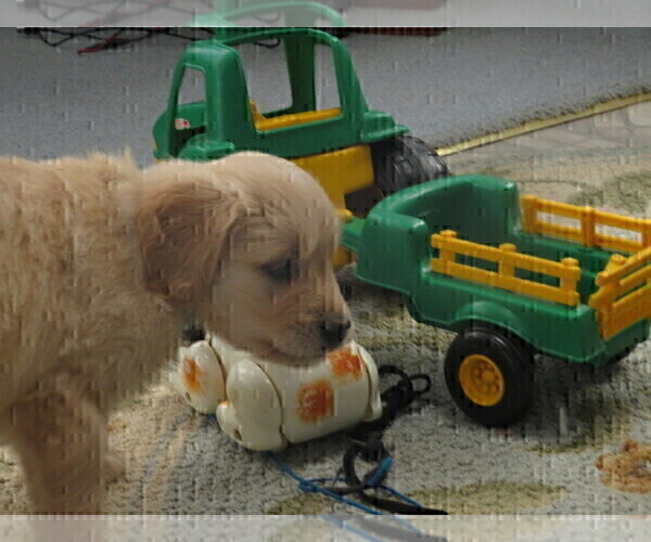 Medium Photo #8 Golden Retriever Puppy For Sale in MECHANICSVILLE, MD, USA