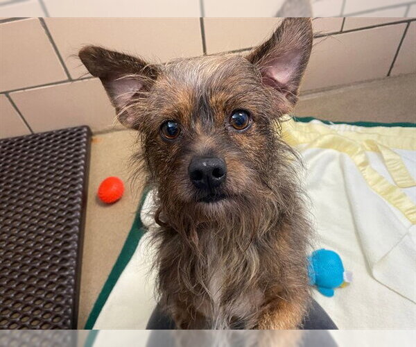 Medium Photo #1 Miniature Schnauzer-Unknown Mix Puppy For Sale in Fort Wayne, IN, USA