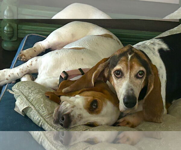 Medium Photo #9 Basset Hound Puppy For Sale in Petaluma, CA, USA