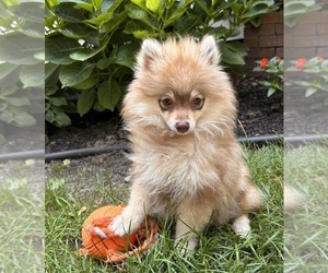 Pomeranian Puppy for sale in MIDDLEBURY, IN, USA