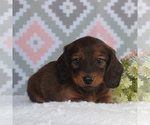 Small Photo #1 Dachshund Puppy For Sale in GAP, PA, USA