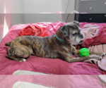 Small #1 Boxer