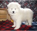 Small Photo #5 Samoyed Puppy For Sale in LUBLIN, WI, USA