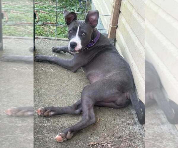 Medium Photo #2 Mutt Puppy For Sale in Wenonah, NJ, USA
