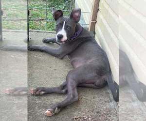 Erin   (2026) - Female Mutt Dog for Adoption - Photo #2