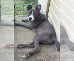 Small Photo #2 Mutt Puppy For Sale in Wenonah, NJ, USA